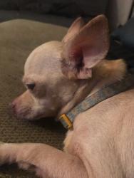 Lost Female Dog last seen Clifton ravine st downtown area Fairview, Cincinnati, OH 45214