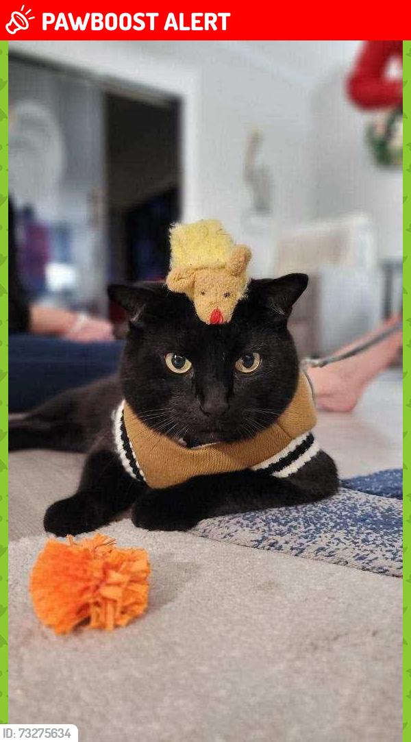Lost Male Cat last seen n tamiami trail. public library, North Fort Myers, FL 33903