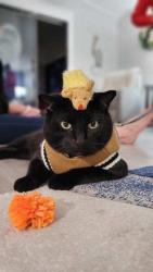 Lost Male Cat last seen n tamiami trail. public library, North Fort Myers, FL 33903
