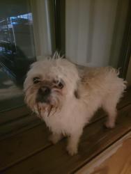 Found/Stray Male Dog last seen Montwood, El Paso, TX 79925