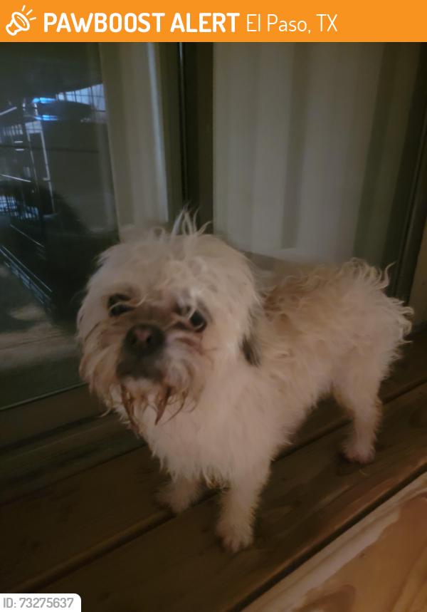 Found/Stray Male Dog last seen Montwood, El Paso, TX 79925