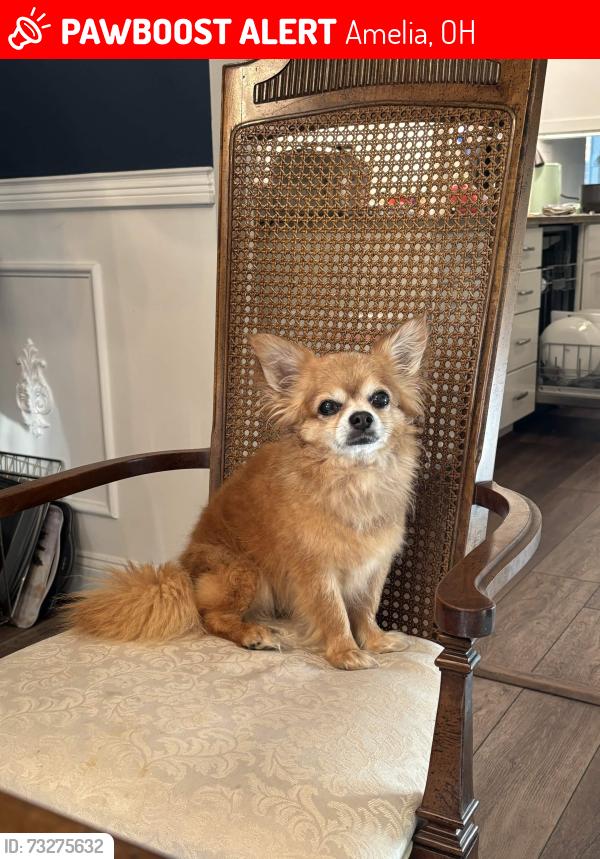 Lost Male Dog last seen Golden Meadow Ct, Amelia, OH 45102