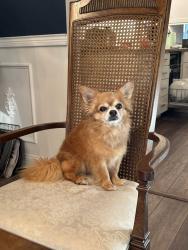 Lost Male Dog last seen Golden Meadow Ct, Amelia, OH 45102