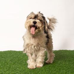 Shelter Stray Female Dog last seen , 8020 Washington St, Port Richey, FL 34668, USA