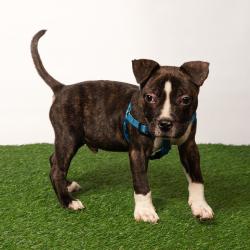 Shelter Stray Male Dog last seen , 8020 Washington St, Port Richey, FL 34668, USA