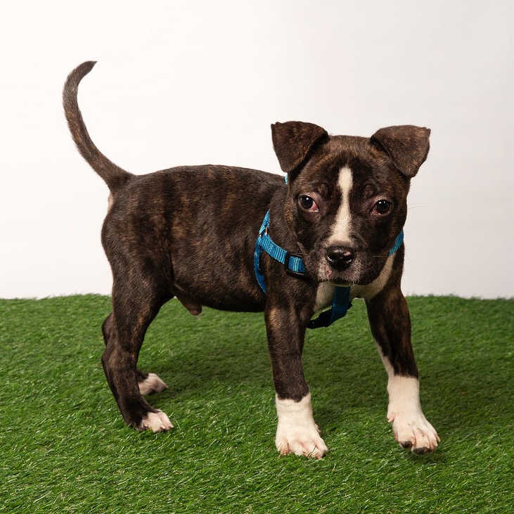 Shelter Stray Male Dog last seen , 8020 Washington St, Port Richey, FL 34668, USA