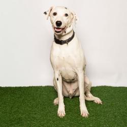 Shelter Stray Male Dog last seen , 8020 Washington St, Port Richey, FL 34668, USA