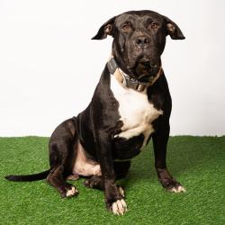 Shelter Stray Male Dog last seen , 8020 Washington St, Port Richey, FL 34668, USA