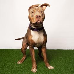 Shelter Stray Male Dog last seen , 8020 Washington St, Port Richey, FL 34668, USA