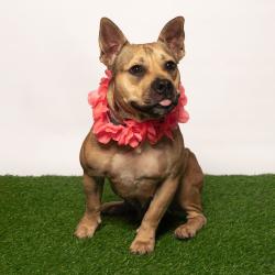 Shelter Stray Female Dog last seen , 8020 Washington St, Port Richey, FL 34668, USA