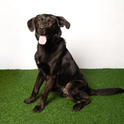 Shelter Stray Male Dog last seen , 8020 Washington St, Port Richey, FL 34668, USA