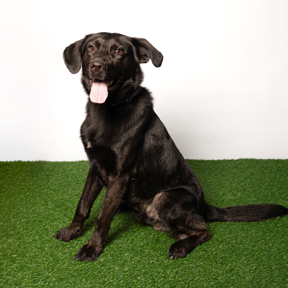 Shelter Stray Male Dog last seen , 8020 Washington St, Port Richey, FL 34668, USA