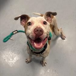 Shelter Stray Female Dog last seen , Animal Care & Control Team of Philly, 111 W Hunting Park Ave, Philadelphia, PA 19140, USA