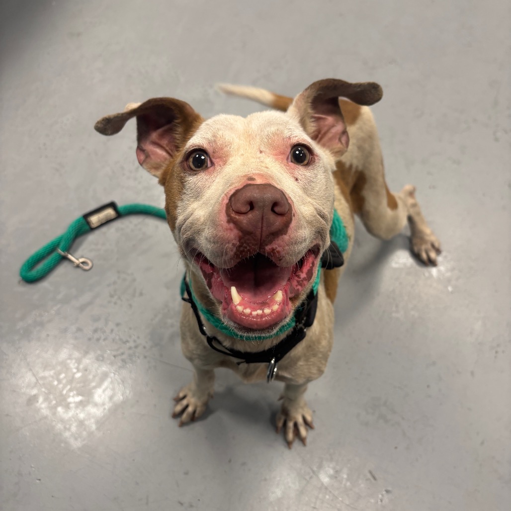 Shelter Stray Female Dog last seen , Animal Care & Control Team of Philly, 111 W Hunting Park Ave, Philadelphia, PA 19140, USA
