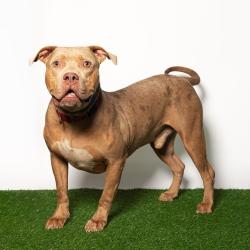 Shelter Stray Male Dog last seen , 8020 Washington St, Port Richey, FL 34668, USA