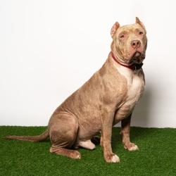Shelter Stray Male Dog last seen , 8020 Washington St, Port Richey, FL 34668, USA