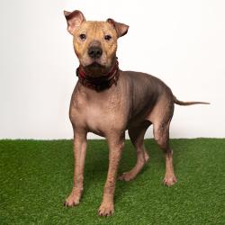Shelter Stray Male Dog last seen , 8020 Washington St, Port Richey, FL 34668, USA