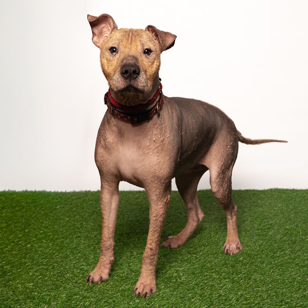 Shelter Stray Male Dog last seen , 8020 Washington St, Port Richey, FL 34668, USA