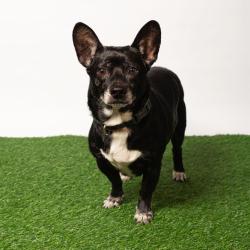 Shelter Stray Male Dog last seen , 8020 Washington St, Port Richey, FL 34668, USA