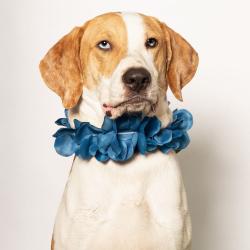 Shelter Stray Male Dog last seen , 8020 Washington St, Port Richey, FL 34668, USA