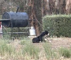 Found/Stray Unknown Dog last seen Commonwealth and sun valley st, Oakland, CA 94605