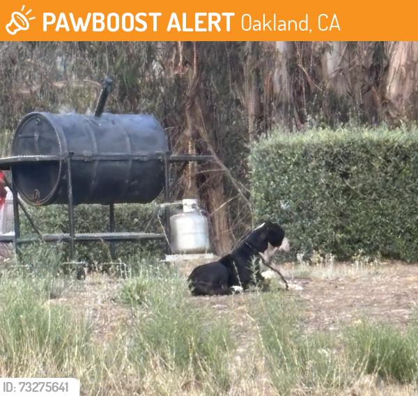 Found/Stray Unknown Dog last seen Commonwealth and sun valley st, Oakland, CA 94605