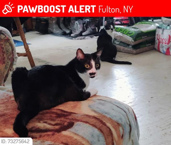 Lost Male Cat last seen Route 48 to route 14, Fulton, NY 13069