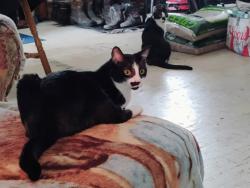 Lost Male Cat last seen Route 48 to route 14, Fulton, NY 13069