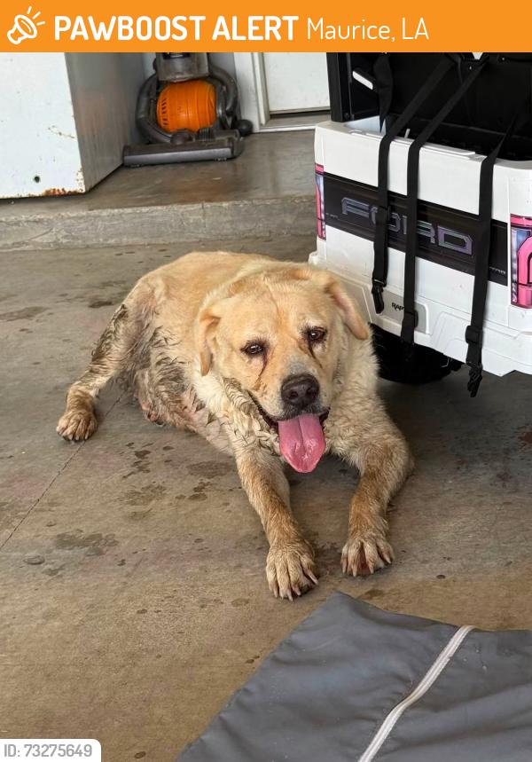 Found/Stray Female Dog last seen Rue da Cannes Maurice, Maurice, LA 70555