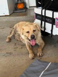 Found/Stray Female Dog last seen Rue da Cannes Maurice, Maurice, LA 70555