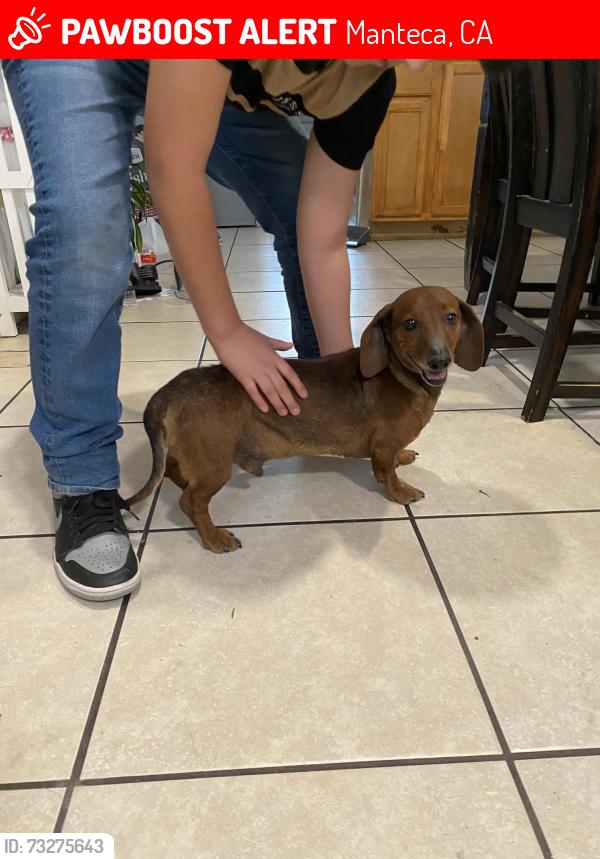 Lost Male Dog last seen Walnut ave, Manteca, CA 95337