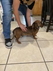 Lost Male Dog last seen Walnut ave, Manteca, CA 95337