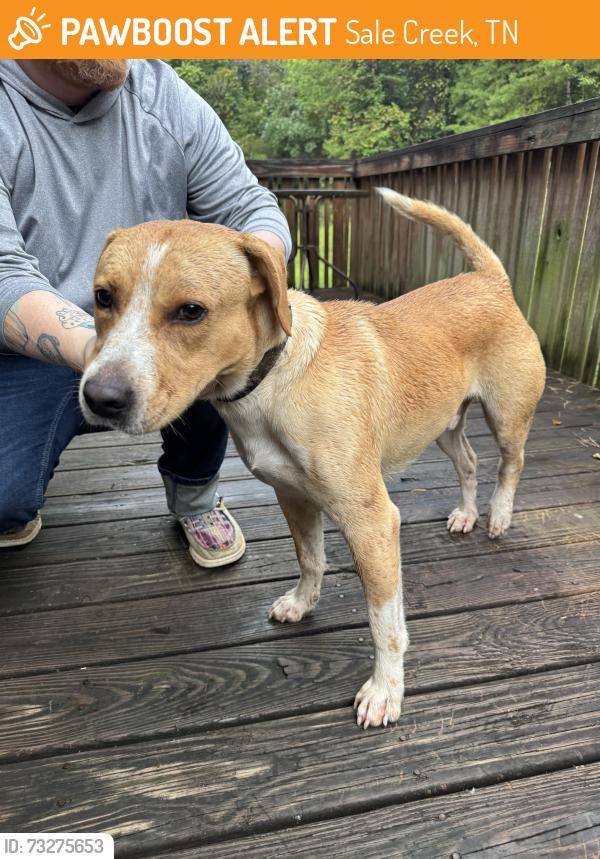 Found/Stray Male Dog last seen Retro Hughes and Rocky Top, Sale Creek, TN 37373