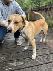 Found/Stray Male Dog last seen Retro Hughes and Rocky Top, Sale Creek, TN 37373