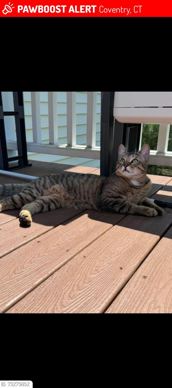 Lost Male Cat last seen Near brewster street coventry ct 06238, Coventry, CT 06238
