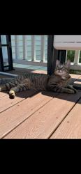 Lost Male Cat last seen Near brewster street coventry ct 06238, Coventry, CT 06238