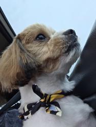 Lost Male Dog last seen Near Colorado Ave Aurora, Aurora, IL 60506