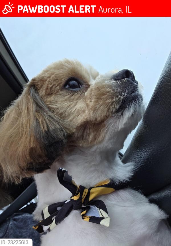 Lost Male Dog last seen Near Colorado Ave Aurora, Aurora, IL 60506