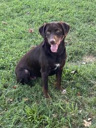 Found/Stray Female Dog last seen Ricky Rd, Kansas City, MO 64133