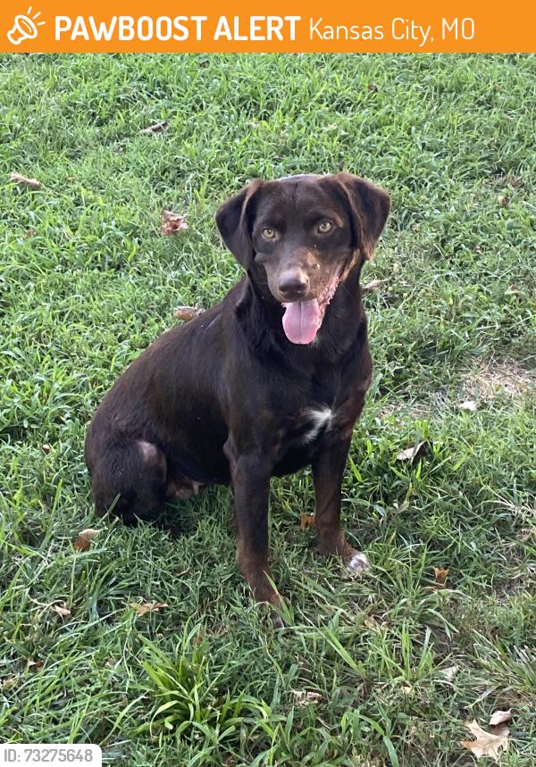 Found/Stray Female Dog last seen Ricky Rd, Kansas City, MO 64133