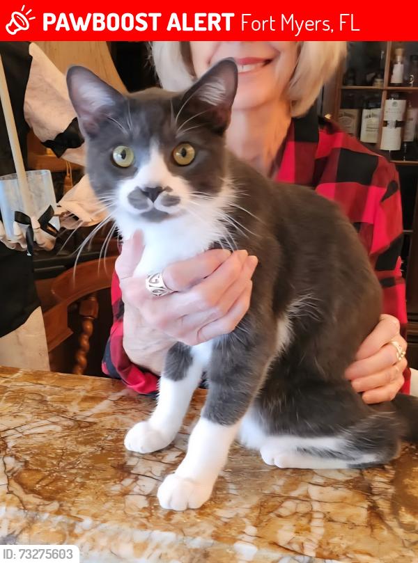 Lost Male Cat last seen Where Dartmouth turns into Ivy on the curve in the Villas subdivision, Fort Myers, FL 33907