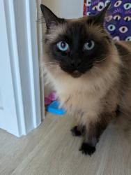 Lost Female Cat last seen 96th/Steele Tacoma / Woodmark apmts, Tacoma, WA 98444