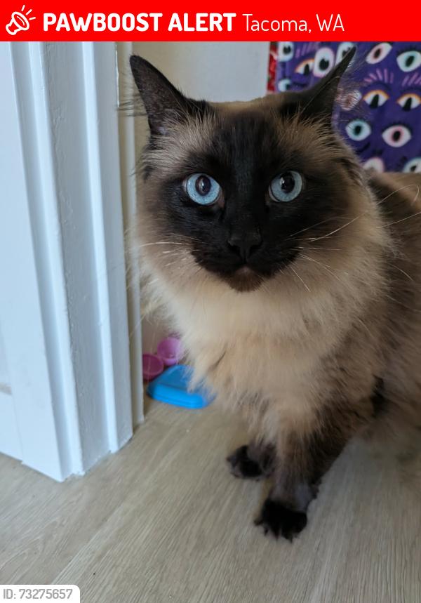 Lost Female Cat last seen 96th/Steele Tacoma / Woodmark apmts, Tacoma, WA 98444