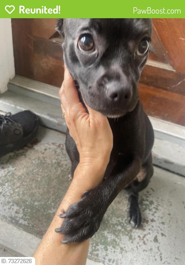 Reunited Female Dog last seen Hubbard Ct and Woodcliff St, Stamford, CT 06902