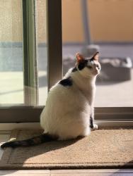 Lost Female Cat last seen Gifford way and sweetwater, Victorville, CA 92392