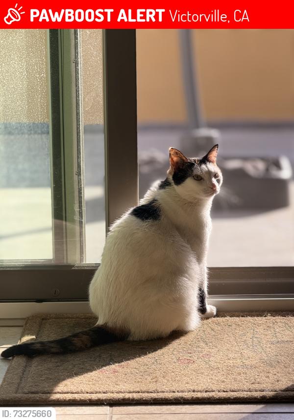 Lost Female Cat last seen Gifford way and sweetwater, Victorville, CA 92392