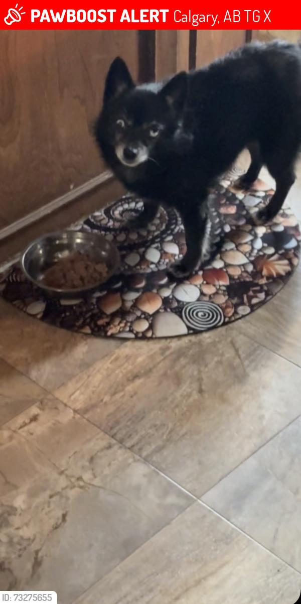 Lost Male Dog last seen Hawkwood rd nw & John Laurie blvd nw, Calgary, AB T3G 1X4