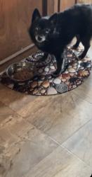 Lost Male Dog last seen Hawkwood rd nw & John Laurie blvd nw, Calgary, AB T3G 1X4