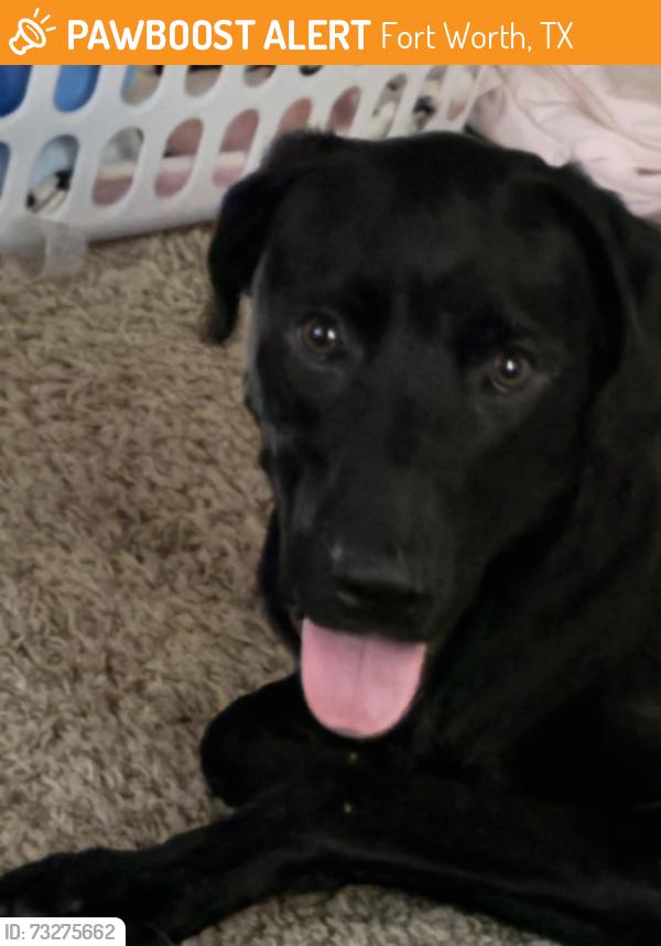 Found/Stray Male Dog last seen Calmont, Fort Worth, TX 76116
