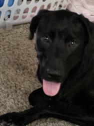 Found/Stray Male Dog last seen Calmont, Fort Worth, TX 76116